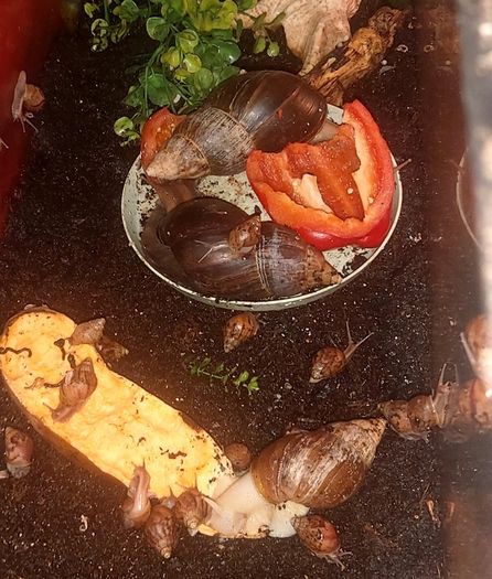 Free snails