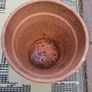 Terracotta pot Image 2