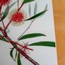 TCD Botanical Society poster Image 2