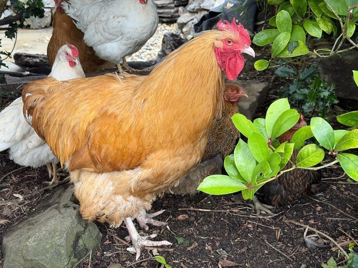 buff  hens