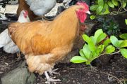 buff  hens