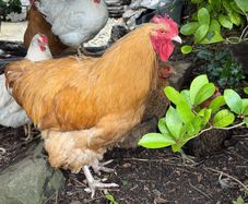 buff  hens