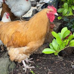 buff  hens