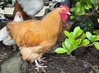 buff  hens