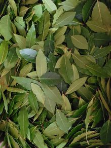 Bay Leaf Fresh Organic Herb Laurel - Whole Culinary Quality Leaf
