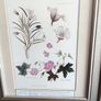 Lovely Gray Framed SOUTH AFRICAN BOTANICAL ART BY Judy Wheeler Geranium Family Monsania attenuata Geranium pulchrum Image 5