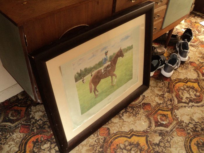 Racehorse picture