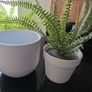 article plant with pot Image 3