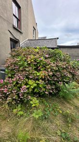 Lace Cap Hydrangea Bush