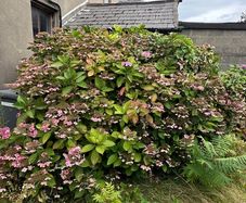 Lace Cap Hydrangea Bush