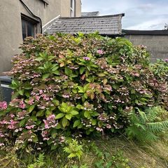 Lace Cap Hydrangea Bush