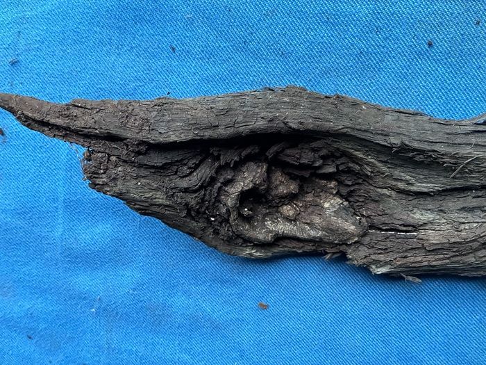 bog oak