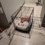 Dog Crate - medium Image 4