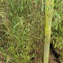 Bamboos Red dragon Jiuzhaigou Image 3