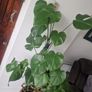 monstera Image 2