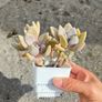plant Image 5