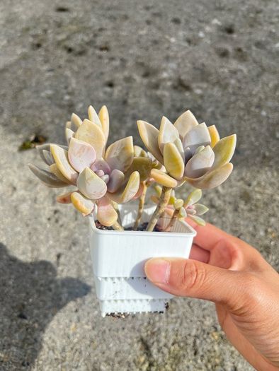 plant