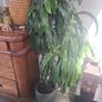 dracaena Elegans Image 4