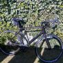 Giant contend 1 Image 2