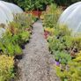 Plants and Shrubs Image 4