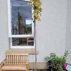 Black Walnut Tree