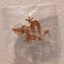 Dragon Brooch Image 7