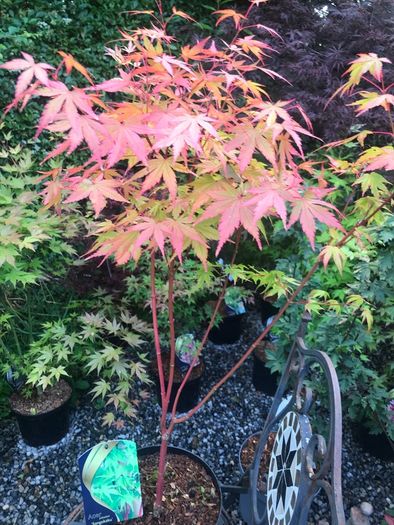 Japanese maples and Native irish Trees & Shrubs