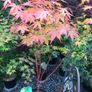 Japanese Acer Image 2