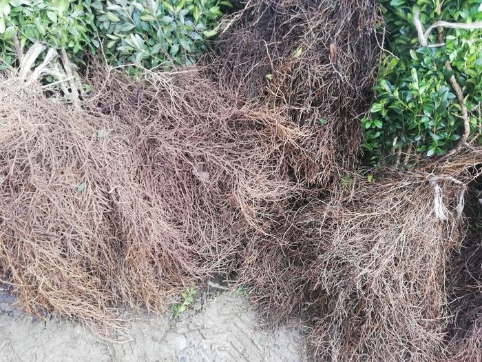 Box Hedging