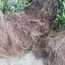 Box Hedging Image 8