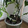 Large Philodendron with Ceramic Pot Image 3