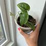 monstera siltepecana Image 2