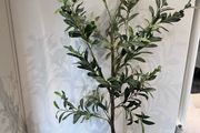 plant and