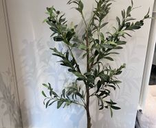 plant and