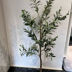 plant and