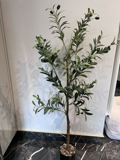 plant and