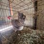 hens Image 3