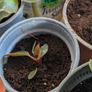 House plants in nursery pots Image 4