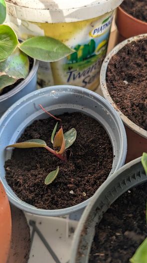 House plants in nursery pots