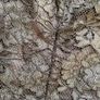 Wallis brown lace bodice Top Image 3