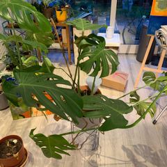 Monstera plant , large