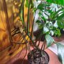 Mature Monstera Deliciosa Albo Large Plant Image 3