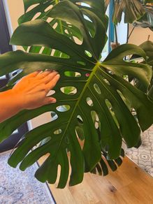 Monstera