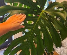Monstera
