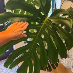 Monstera