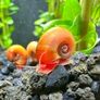 Ramshorn Snails Image 2