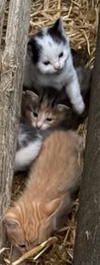 kittens for adoption