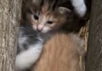 kittens for adoption
