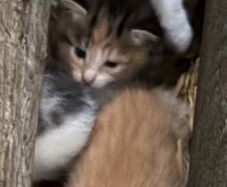 kittens for adoption