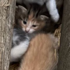 kittens for adoption